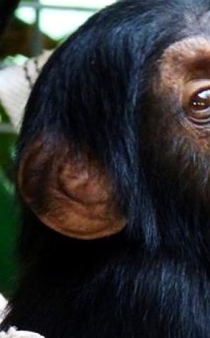 Warszawa: Trzecie urodziny Tytusa