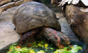 „Pożytek jaki przynoszą żółwie” – tekst pochodzi z XIX wieku