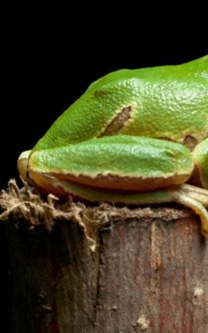 Powitanie wiosny, czyli Dzień Żaby w warszawskim zoo