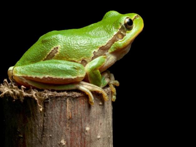 Powitanie wiosny, czyli Dzień Żaby w warszawskim zoo