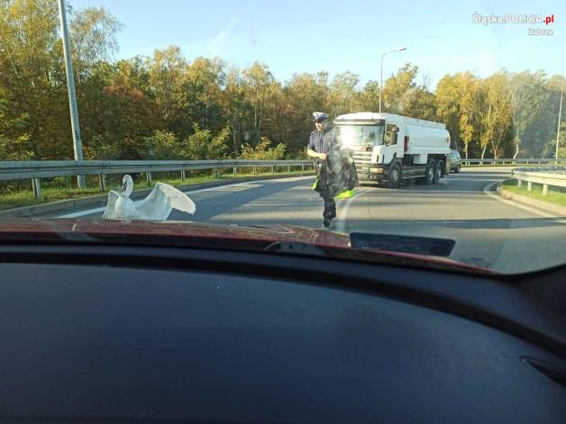 Łabędź wielokrotnie łamał przepisy, został zatrzymany i osadzony w ośrodku rehabilitacyjnym  